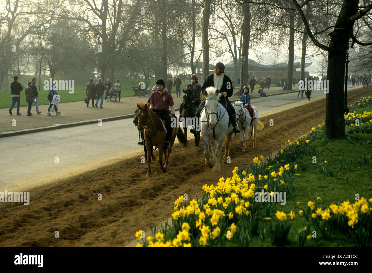 HORSE BACK RIDING AND DAFFODILS BY THE SERPENTINE HYDEPARK LONDON UK Stock Photo