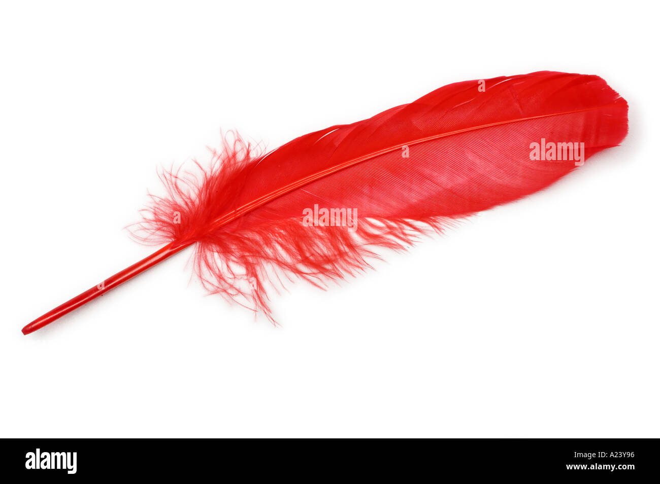 Single Red Feather Closeup Stock Photo Alamy