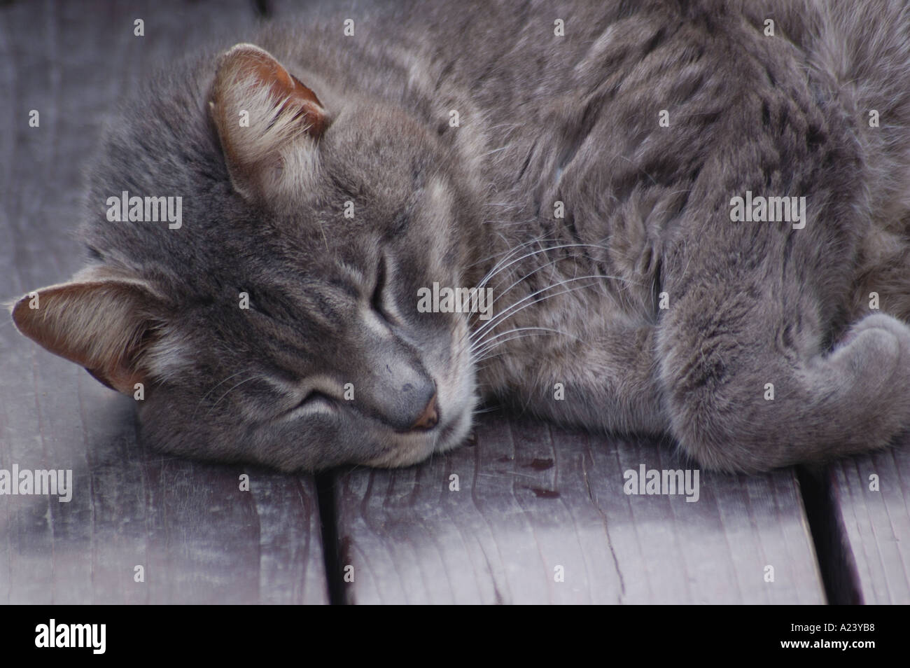 Grey House Cat Stock Photo