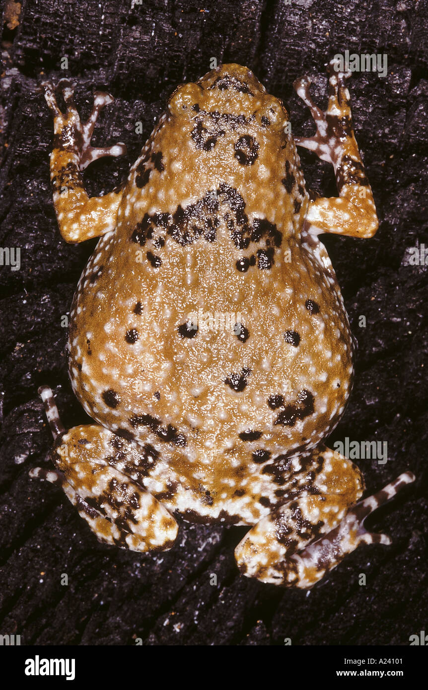 Ramanella Variegata Variegated Ramanella This small frog has discs on its finger tips and not on the toes Stock Photo