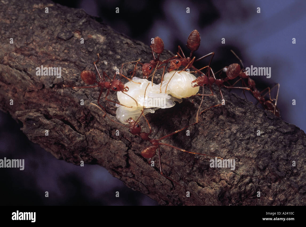 Oecophylla Smaragdina and Hymenopteran Pupa Red Tree Fire ants carrying off a wasp pupa Valvan lake Maharashtra India Stock Photo