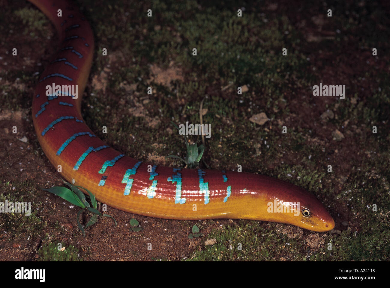BURMESE GLASS LIZARD OR ASIAN GLASS LIZARD, Ophisaurus Gracilis ...