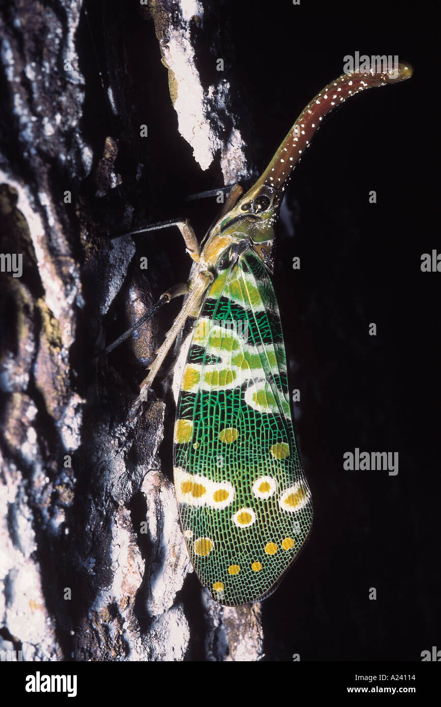 Fulgora Candelaria. Lanternfly. Arunachal Pradesh, India. Stock Photo