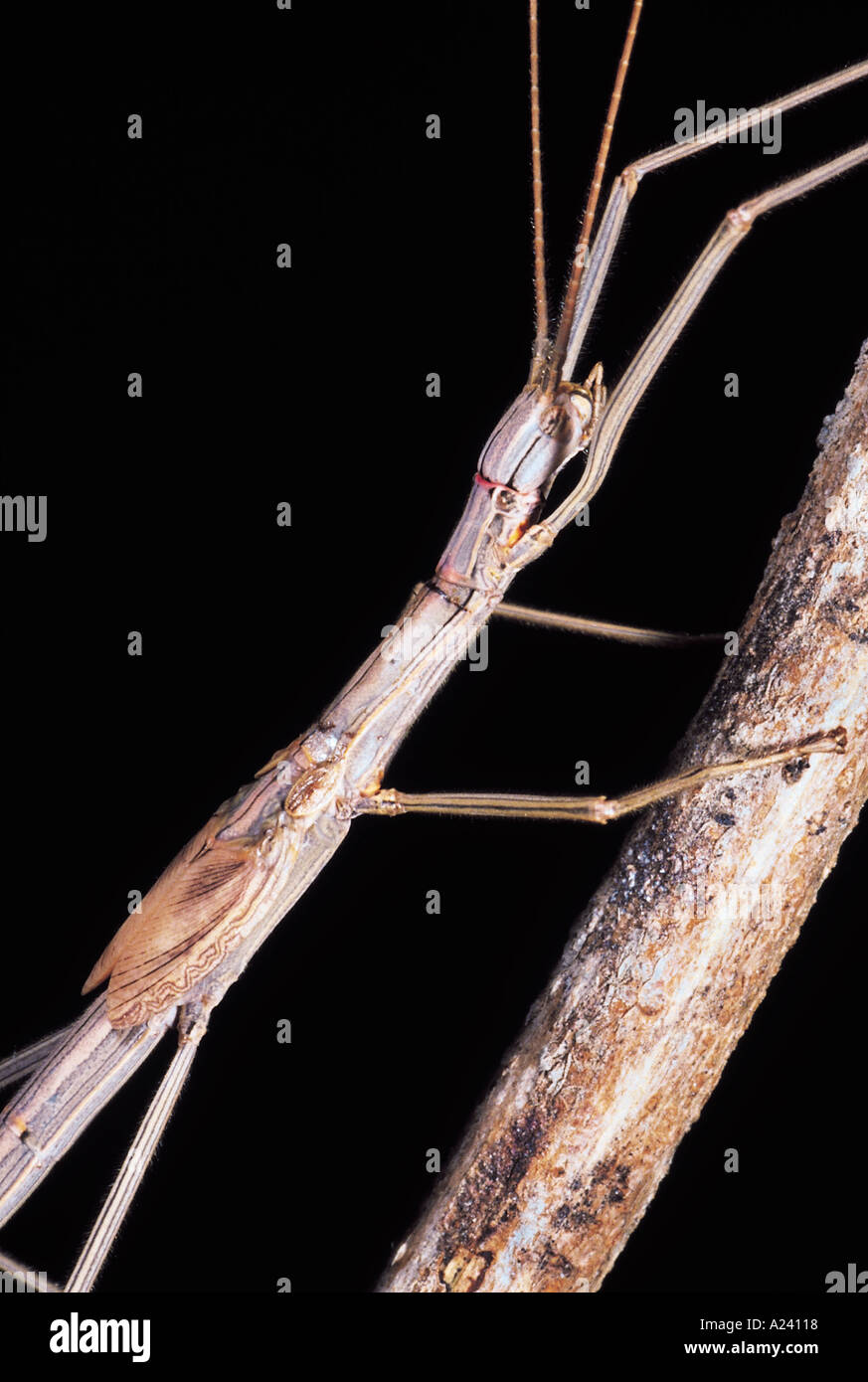 Winged Stick insect. Pune, Maharashtra, India. Stock Photo