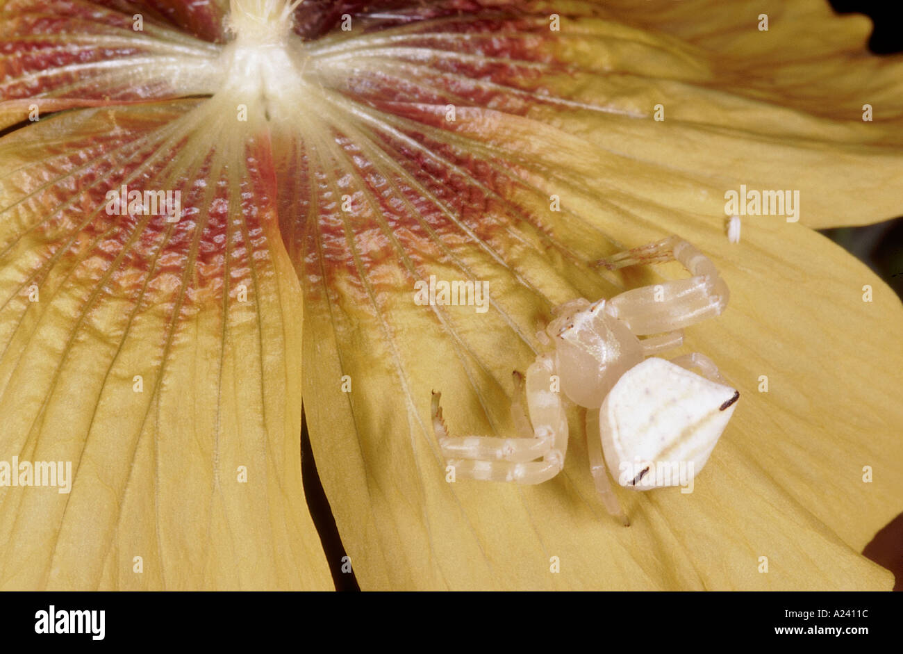 CRAB SPIDER family Thomisidae Stock Photo Alamy