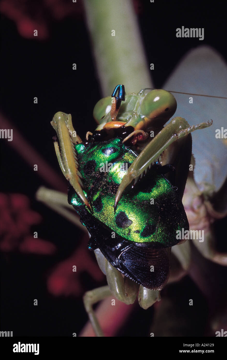 Praying Mantis eating Jewel Bug. Maharashtra, India. Stock Photo