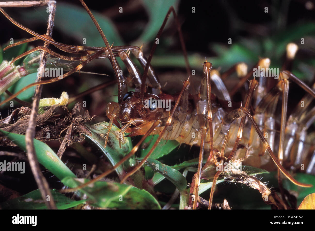 Scutigera Long legged centipede Phansad Wildlife Sanctuary Maharashtra India Stock Photo