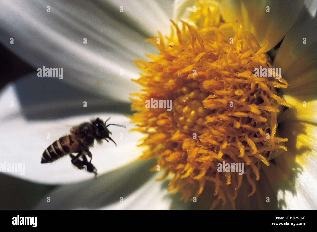 Bee in search of pollen. Arunachal Pradesh, India. Stock Photo