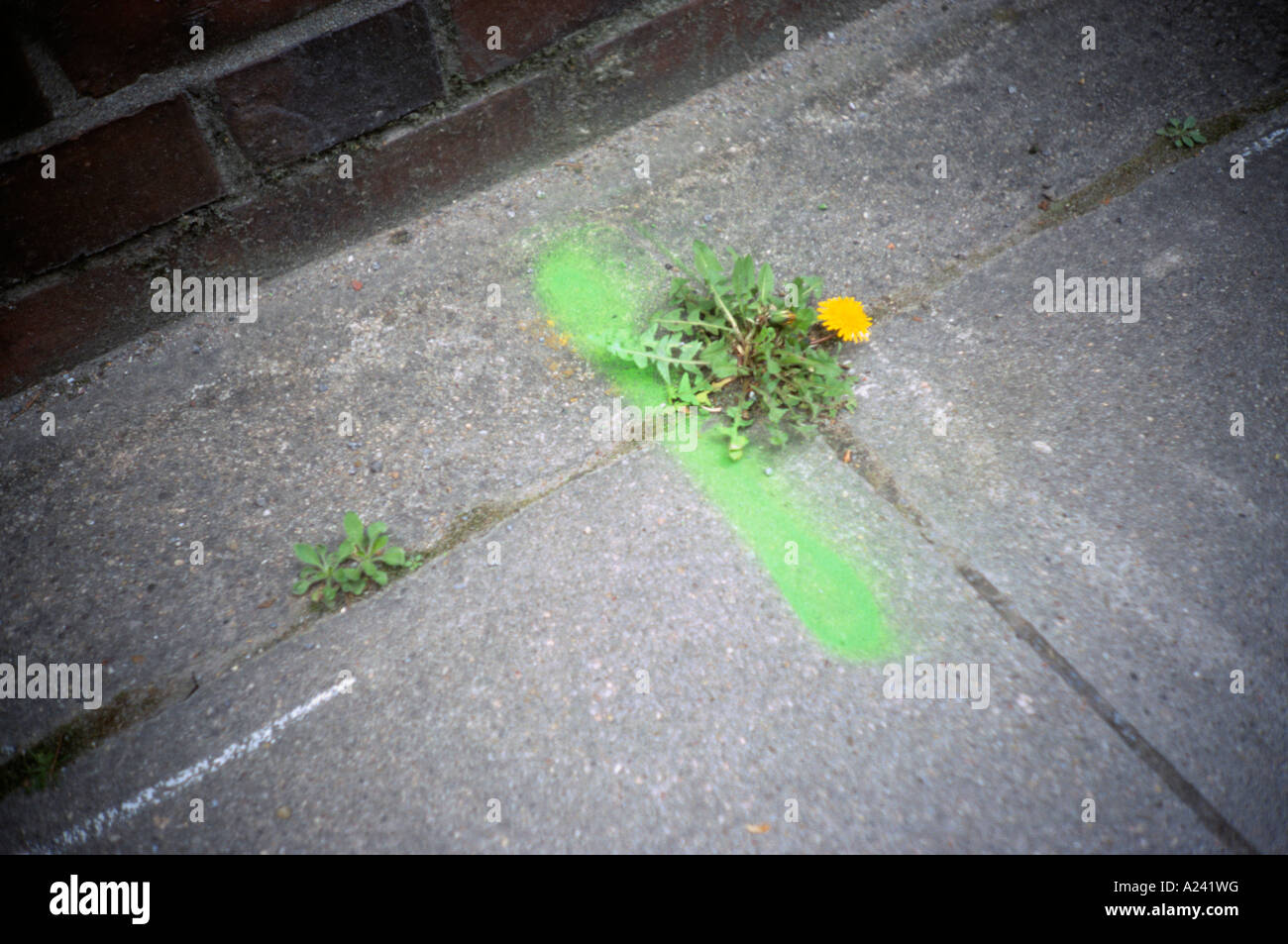 A dandelion sprouting on a pavement marked with green spray paint Stock