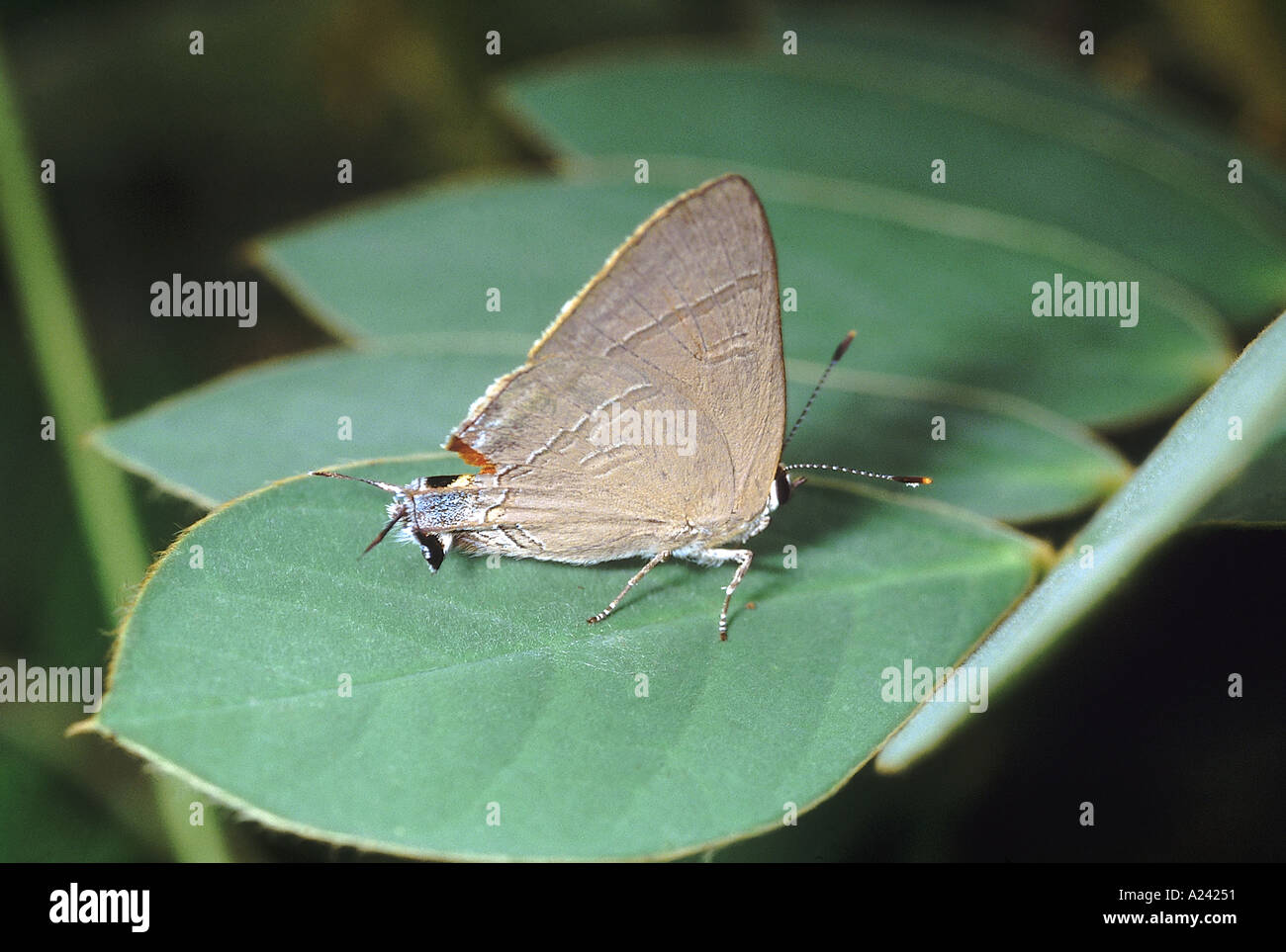 The Common Guava Blue. The larva (caterpillar) feeds on the guava fruit. Stock Photo