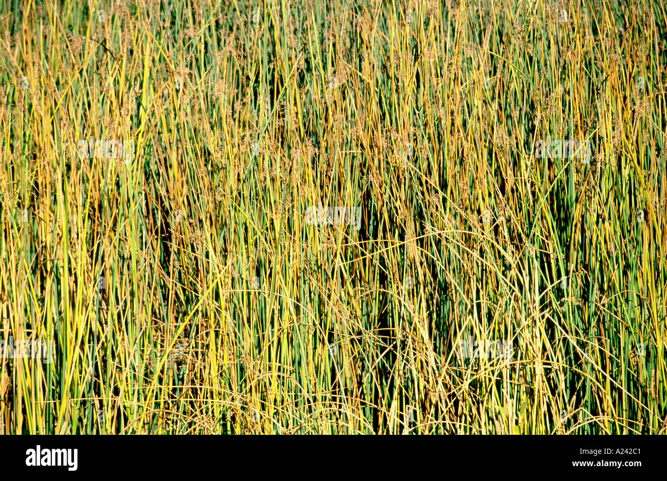 Pattern of reeds along bank of lake Stock Photo