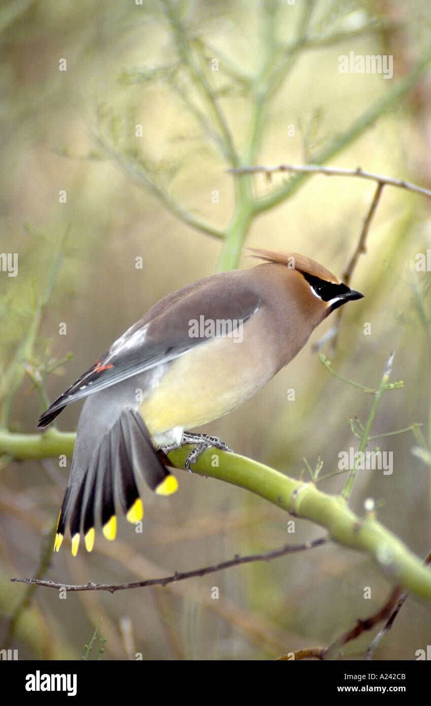 Cedar Waxwing Bombycilla cedrorum Sonoran Desert Museum Stock Photo