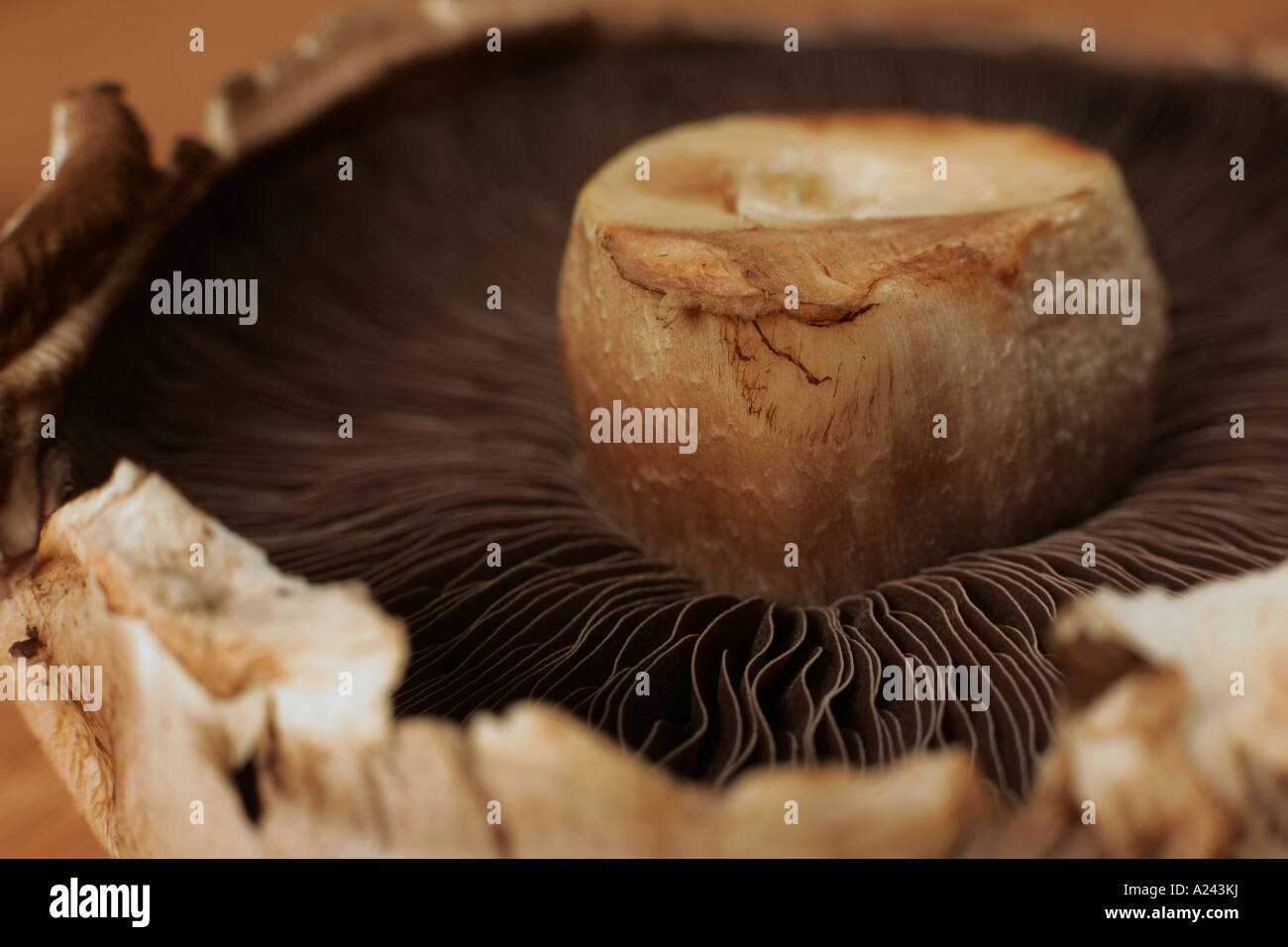 large flat mushroom Stock Photo - Alamy