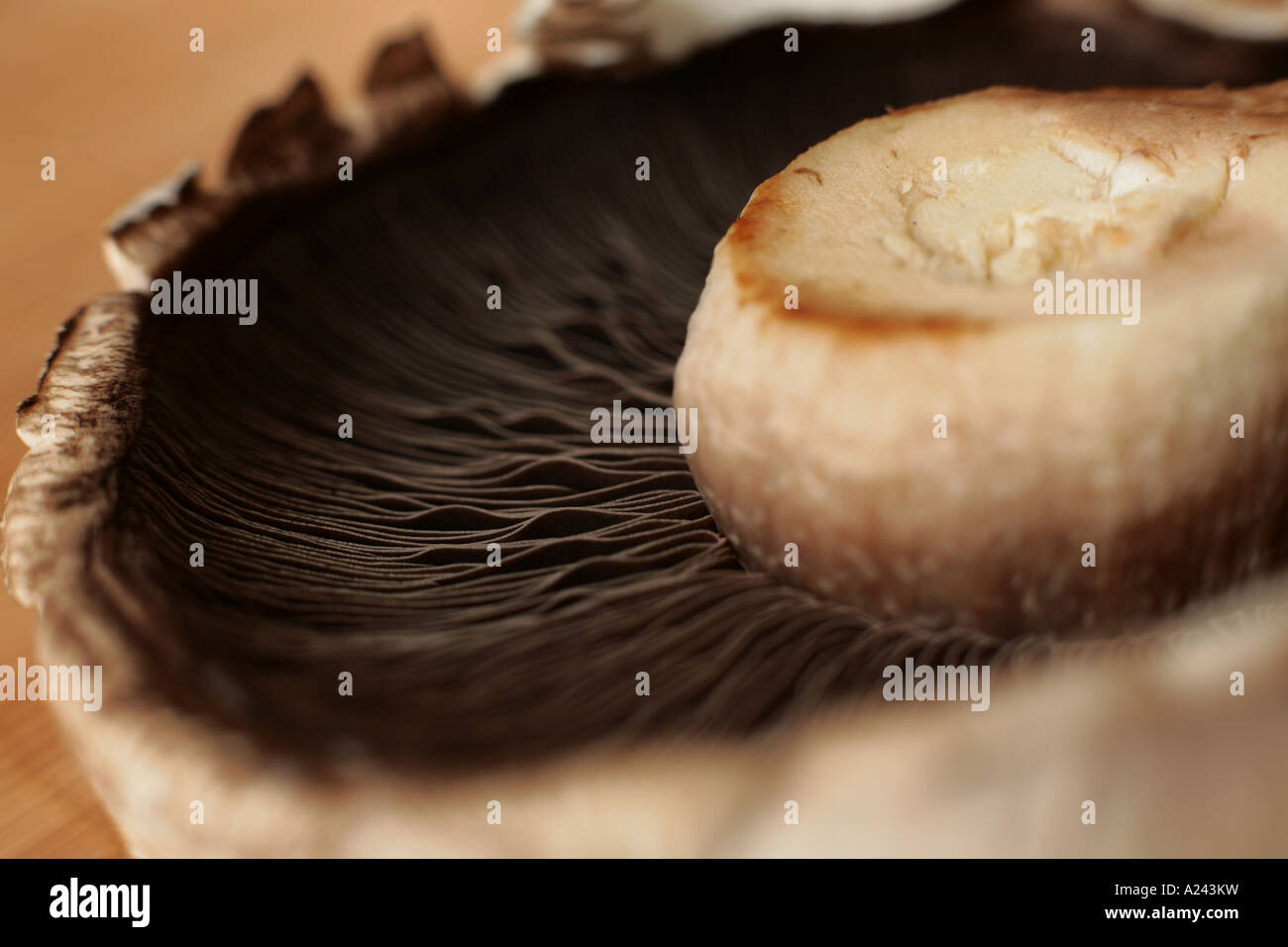 large flat mushroom Stock Photo - Alamy