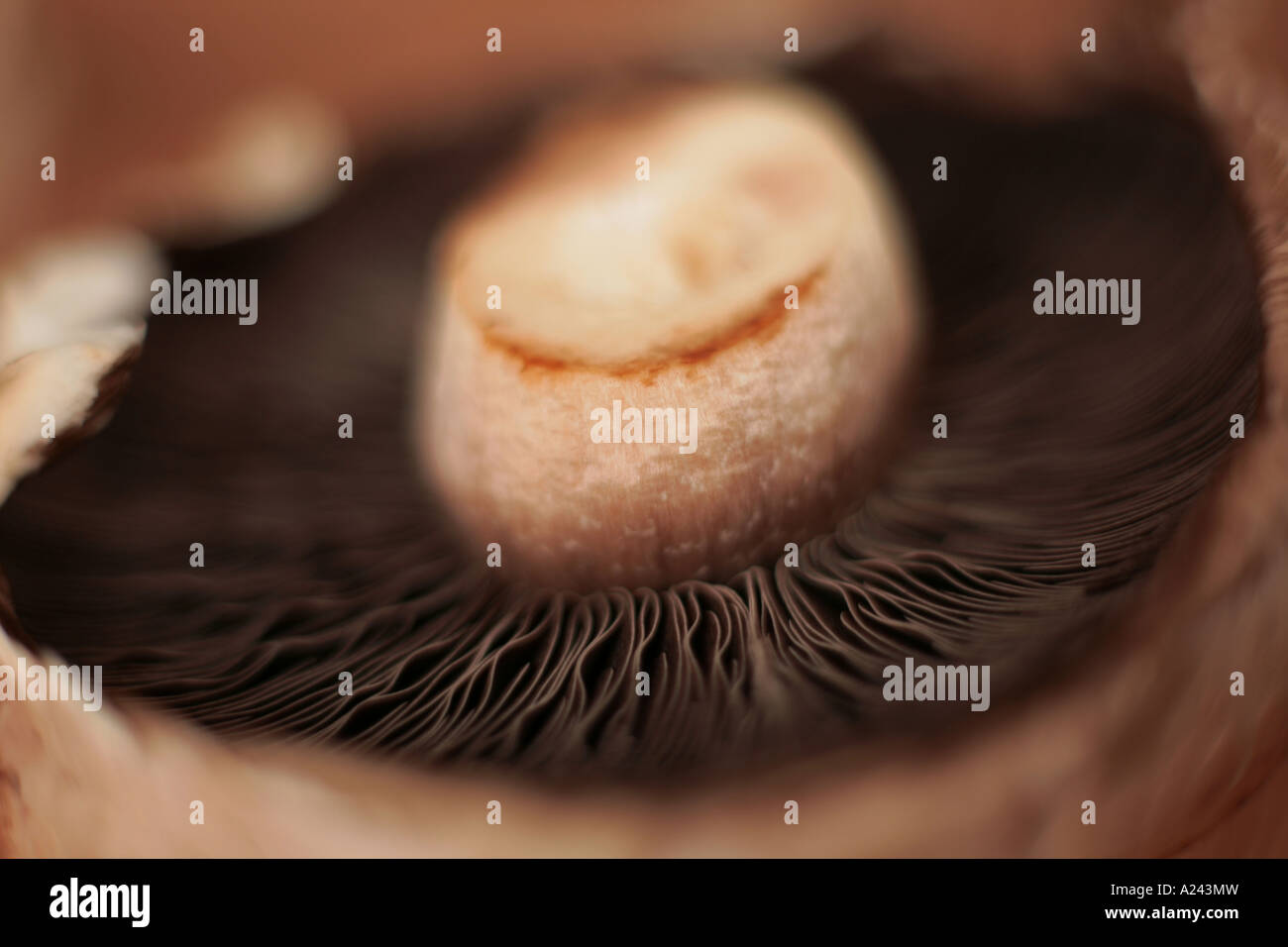 large flat mushroom Stock Photo - Alamy