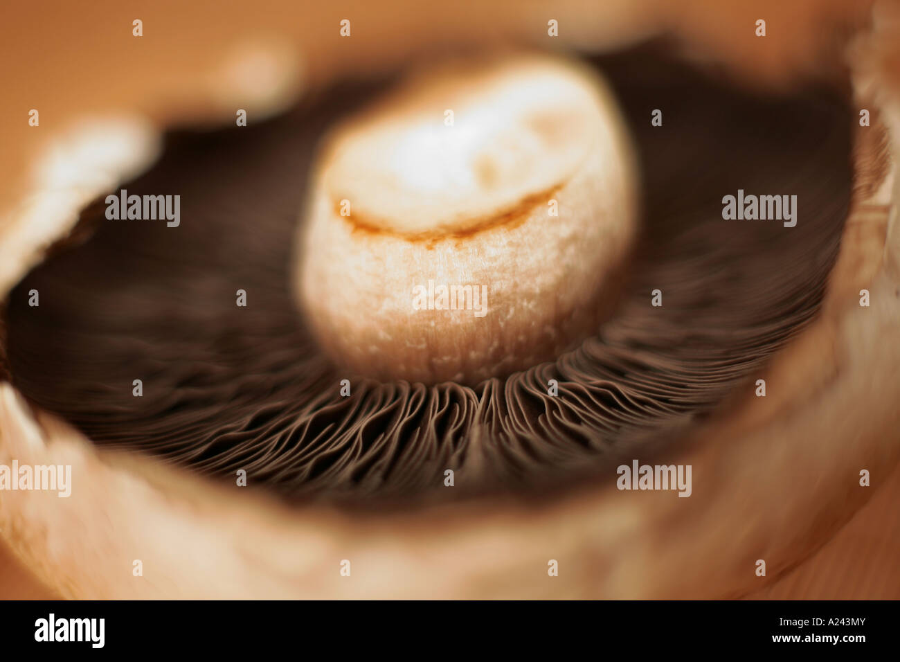 large flat mushroom Stock Photo - Alamy