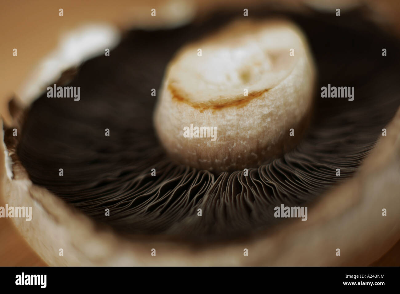 large flat mushroom Stock Photo - Alamy