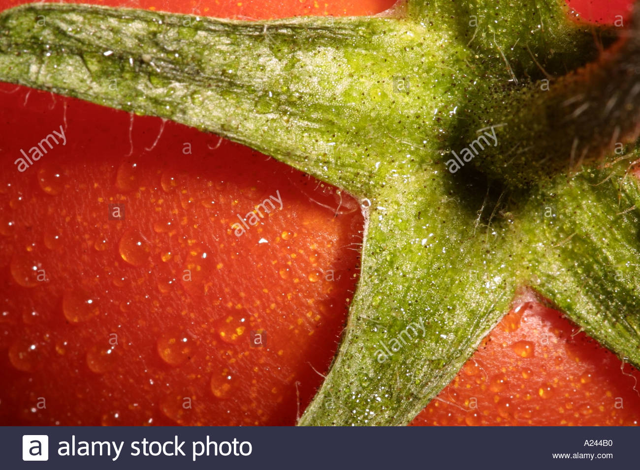 Tomato Calyx High Resolution Stock Photography and Images Alamy