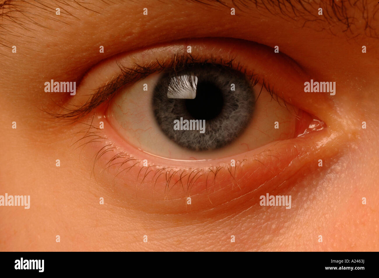 Cones rods eye hires stock photography and images Alamy