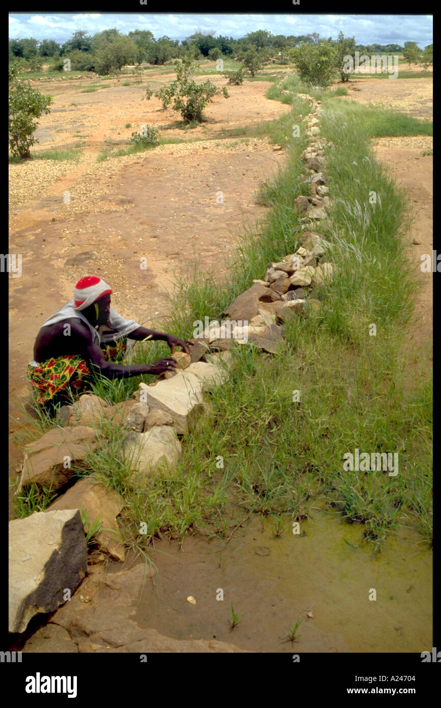Farmer repairing stone line which retains rainwater and diverts it to the crops Dogon Mali Africa Stock Photo