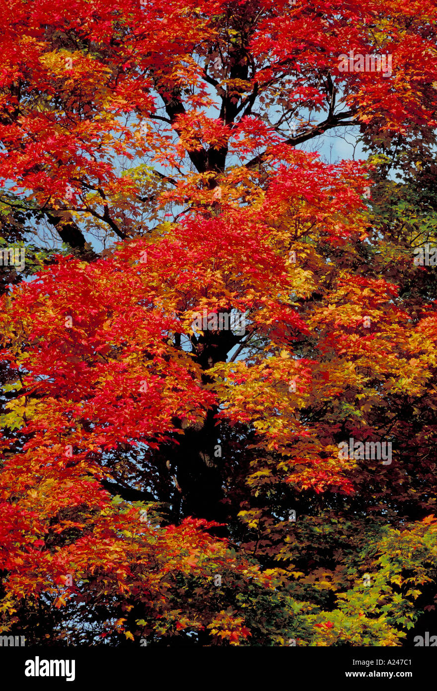 Fall colours sugar maple trees hi-res stock photography and images - Alamy