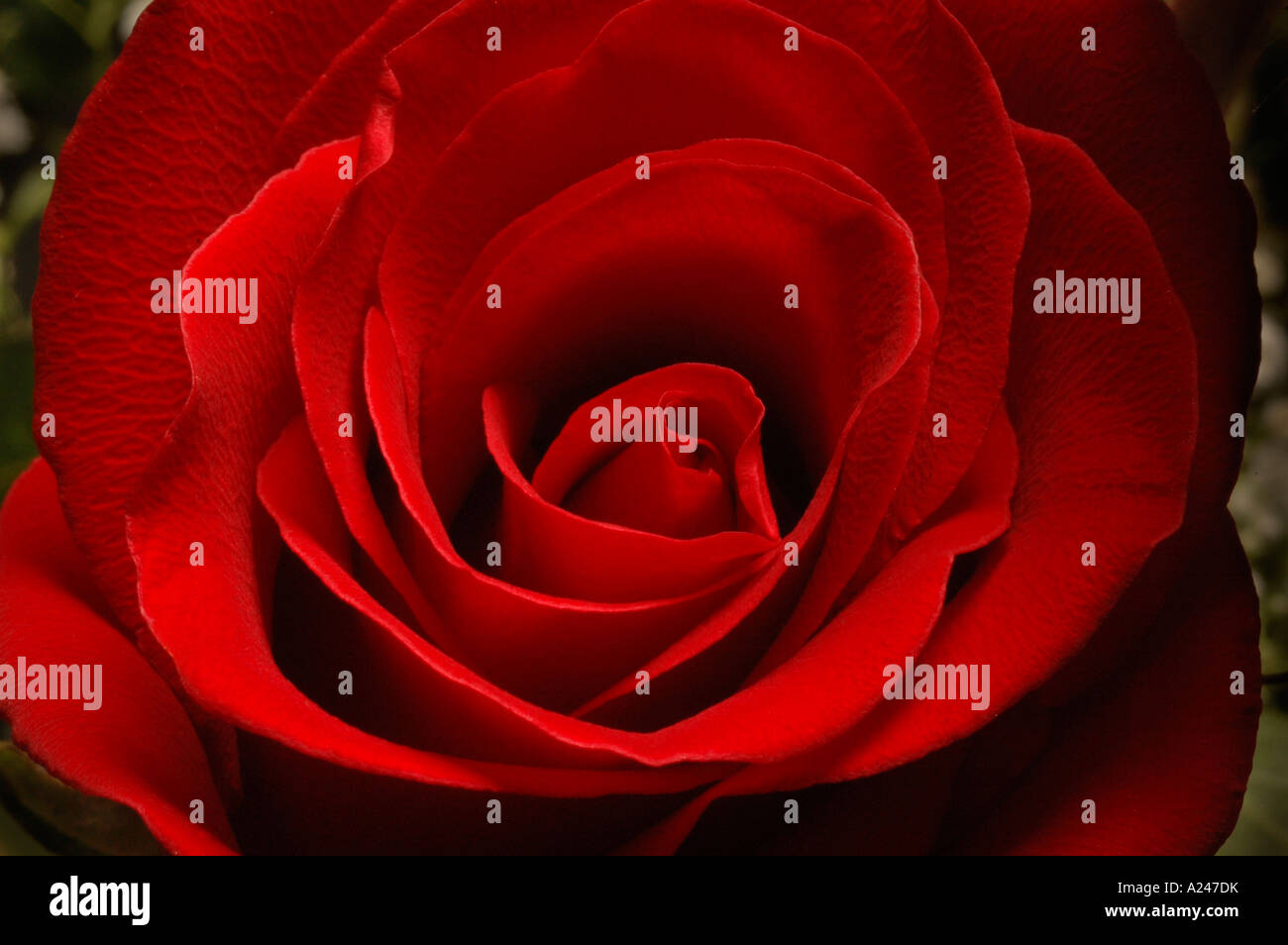 Blousy red flower hi-res stock photography and images - Alamy