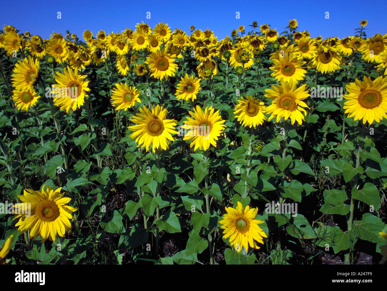 Sunflower field many more agriculture related images available Stock ...
