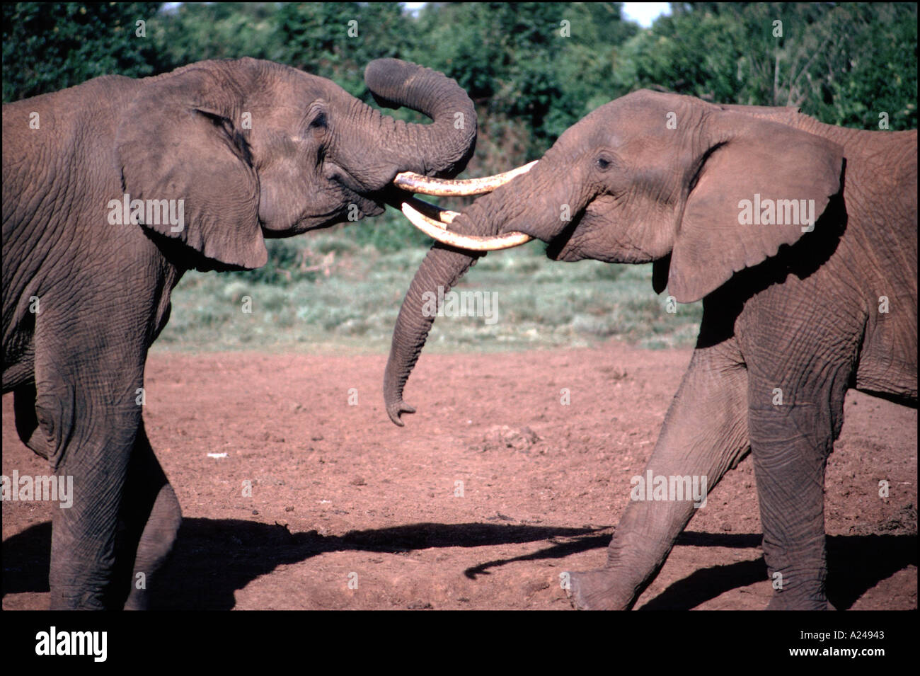 AFRICAN ELEPHANTS PLAYING LOXODONTA AFRICANA ABERDARE NATIONAL PARK KENYA Stock Photo