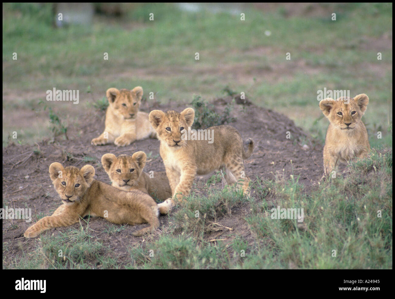 LION CUBS PANTHERA LEO MASAI MARA NATIONAL PARK KENYA Stock Photo - Alamy