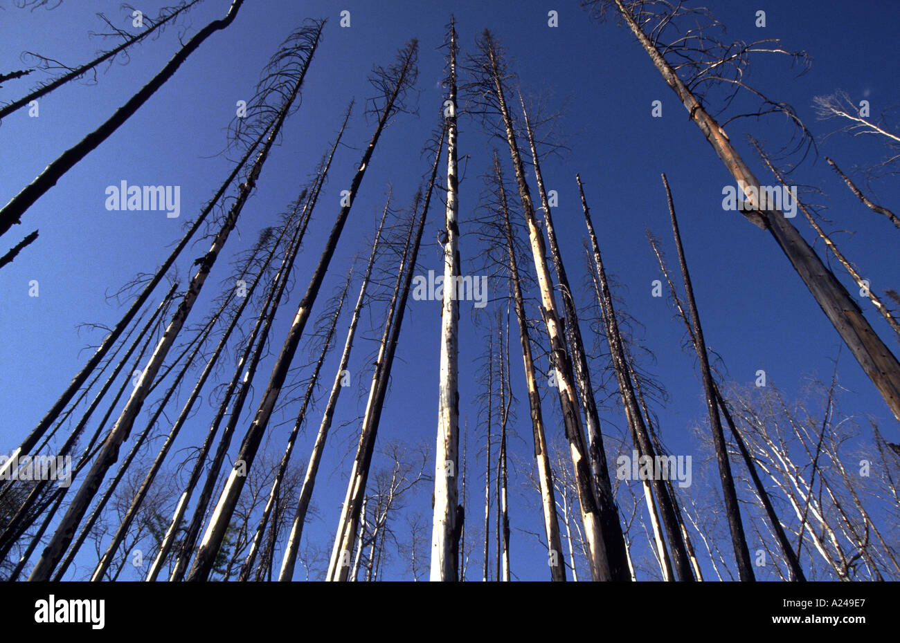 Diseased trees in the Russian Taiga Siberia Stock Photo