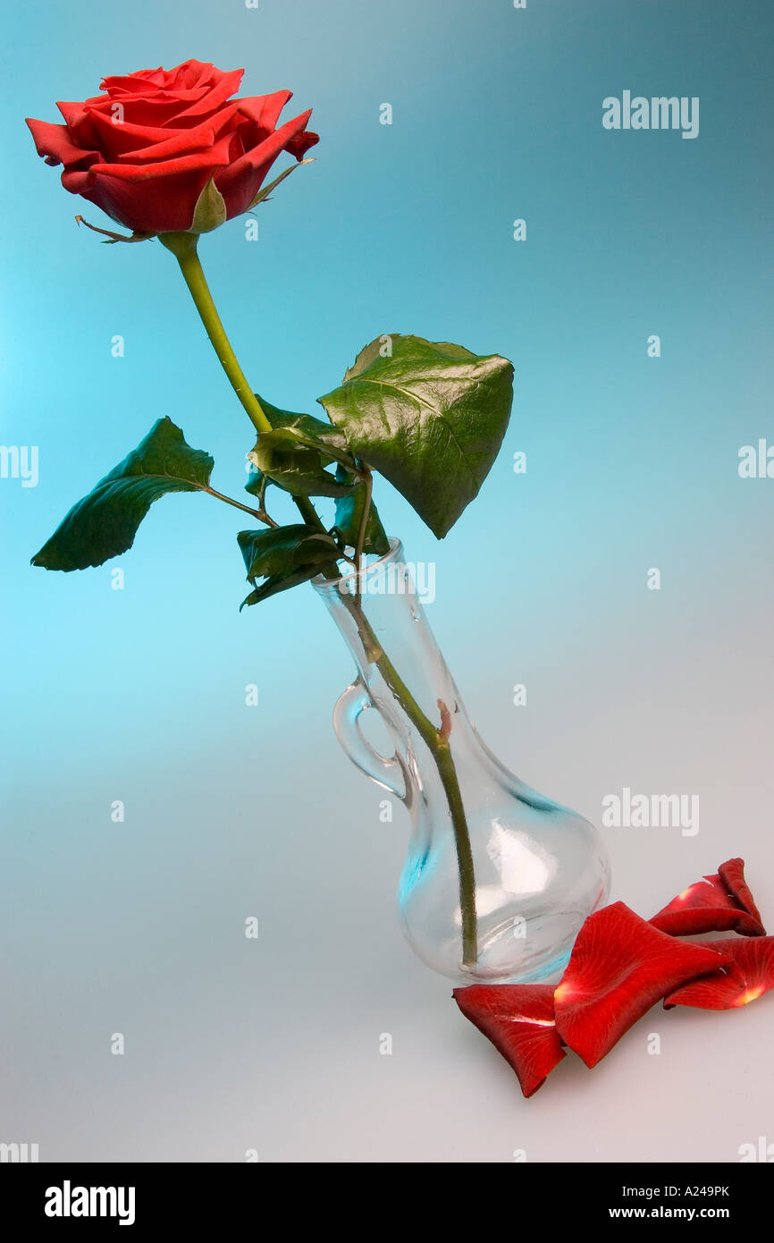 Red Rose and vase Stock Photo Alamy — free download