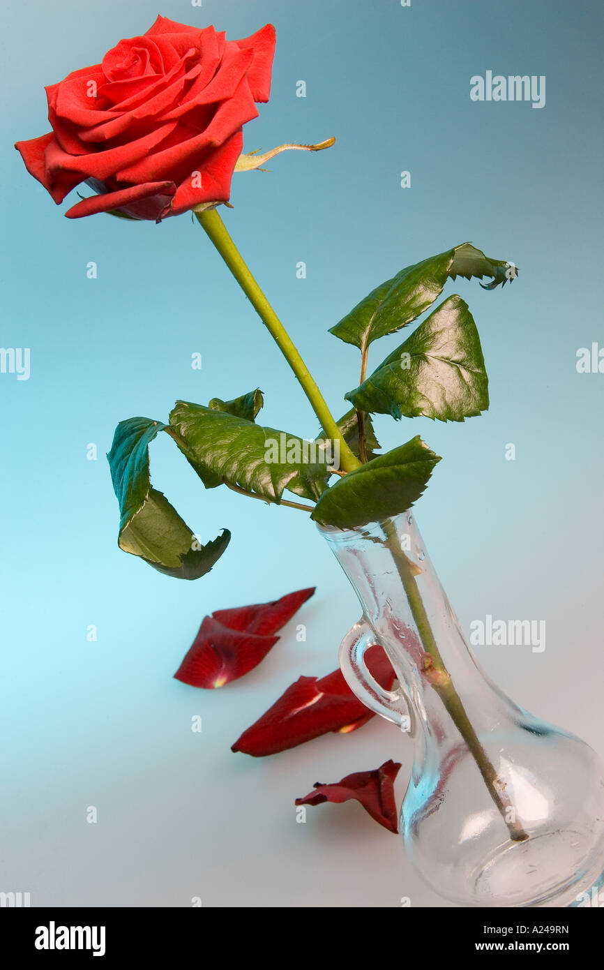 Red Rose and vase Stock Photo Alamy — free download