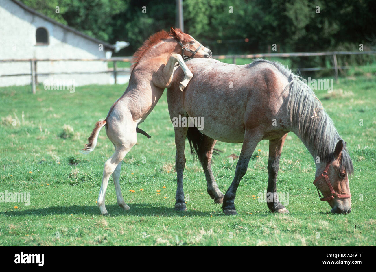 Partbreed Horse Mischlingspferd Stock Photo