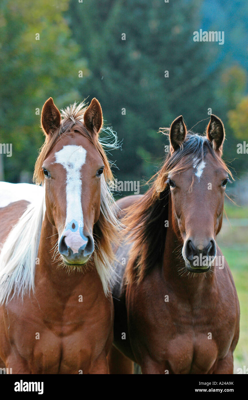 American quarter horse paint horse hires stock photography and images
