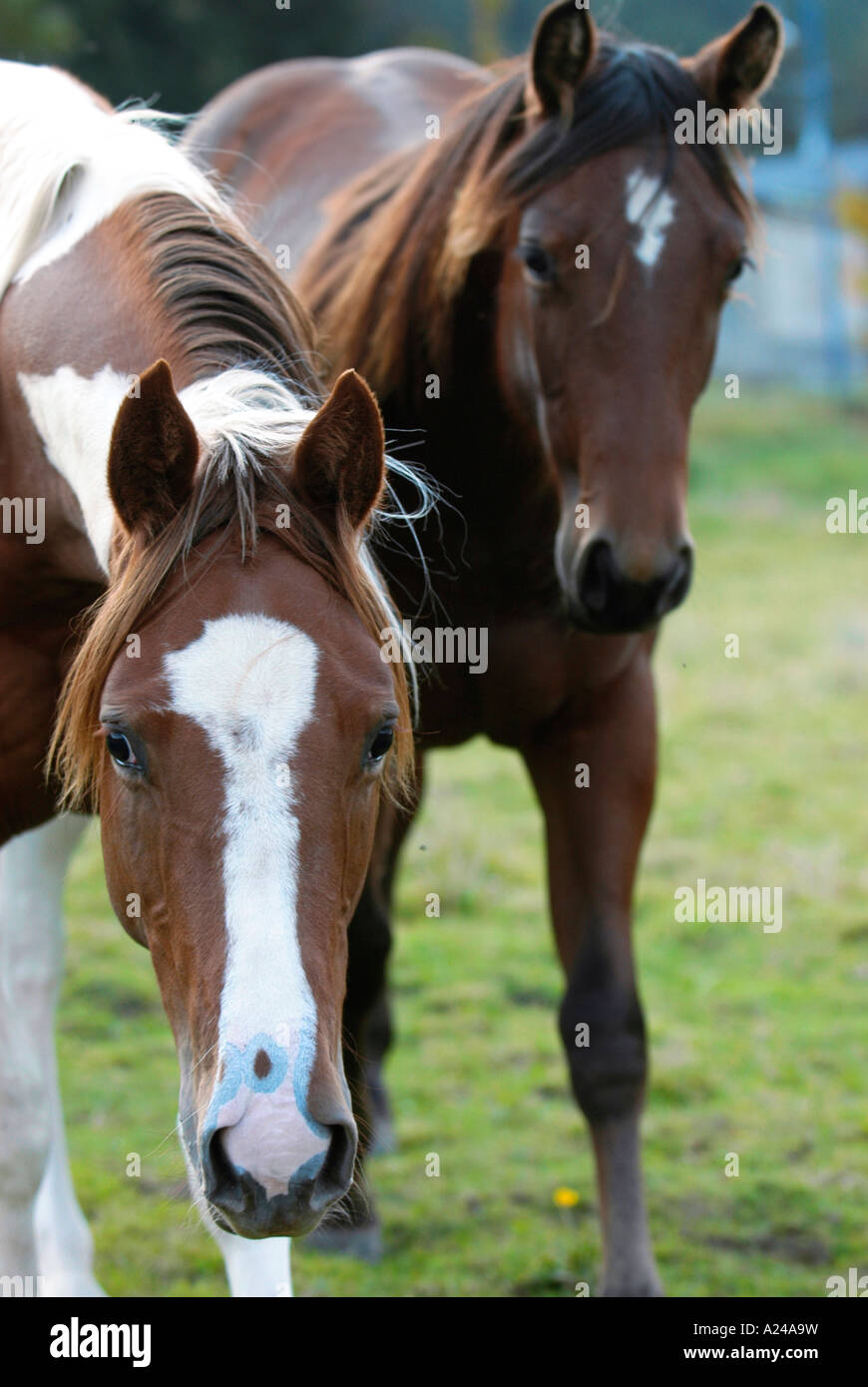 Paint Horse and Quarter Horse Stock Photo Alamy