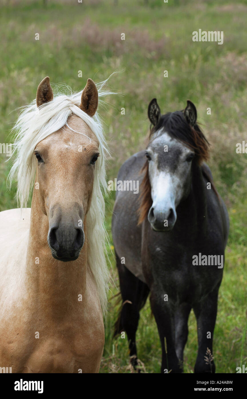Paso Peruaner and Mangalarga Marchador Stallions Stock Photo