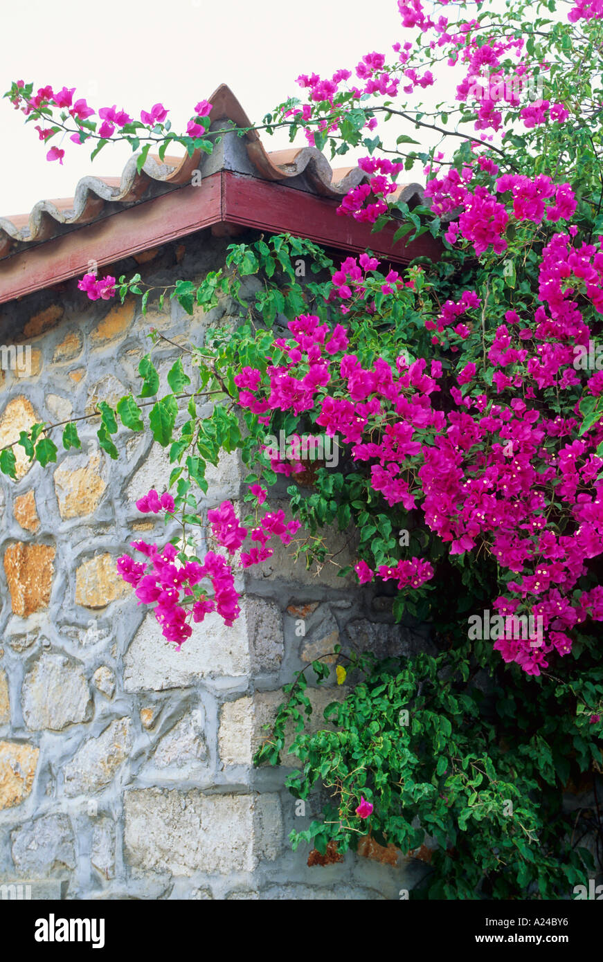 Bougainvillea flowers on Stone Wall Greece Stock Photo