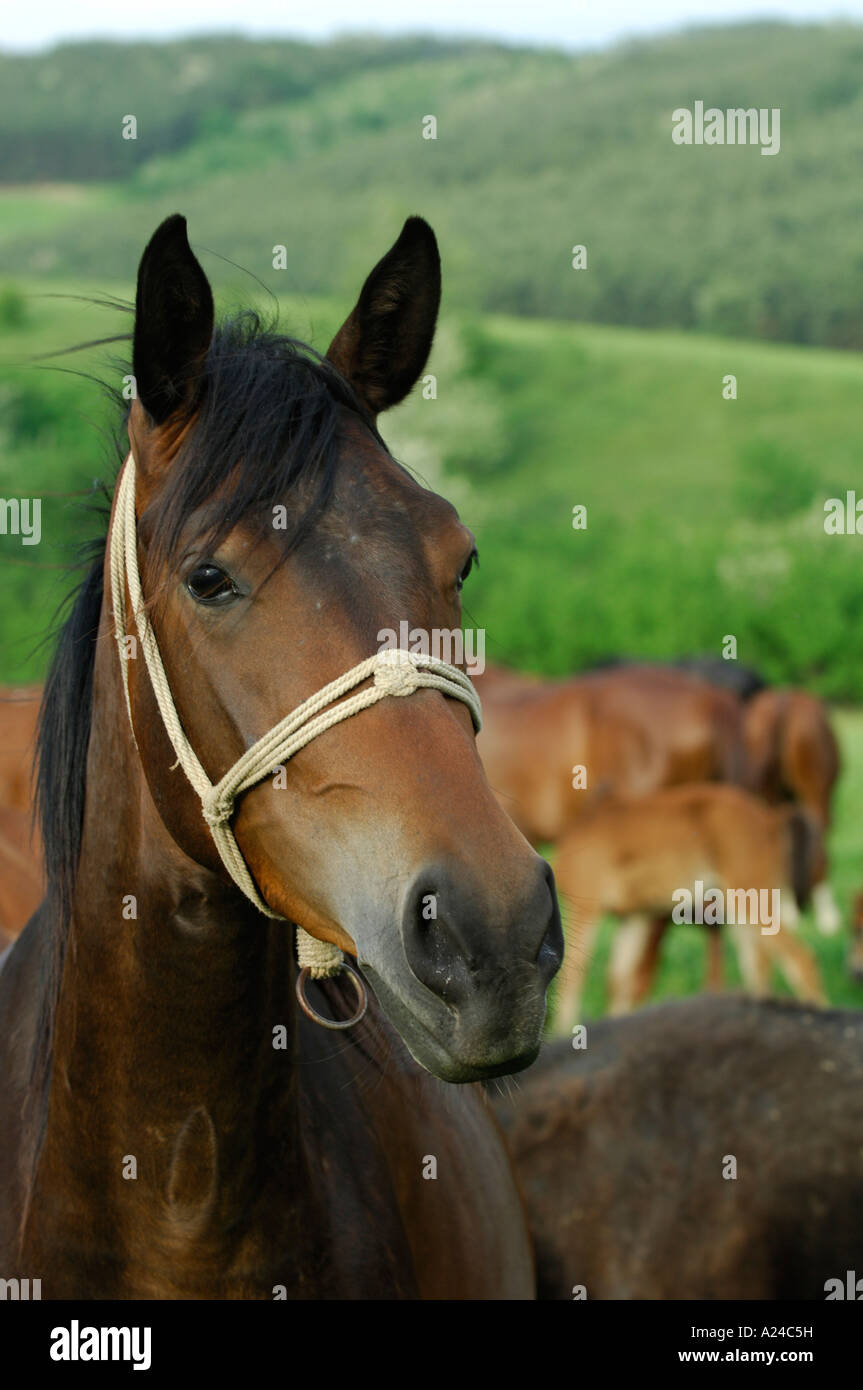 Nonius Horse Stock Photos & Nonius Horse Stock Images - Alamy