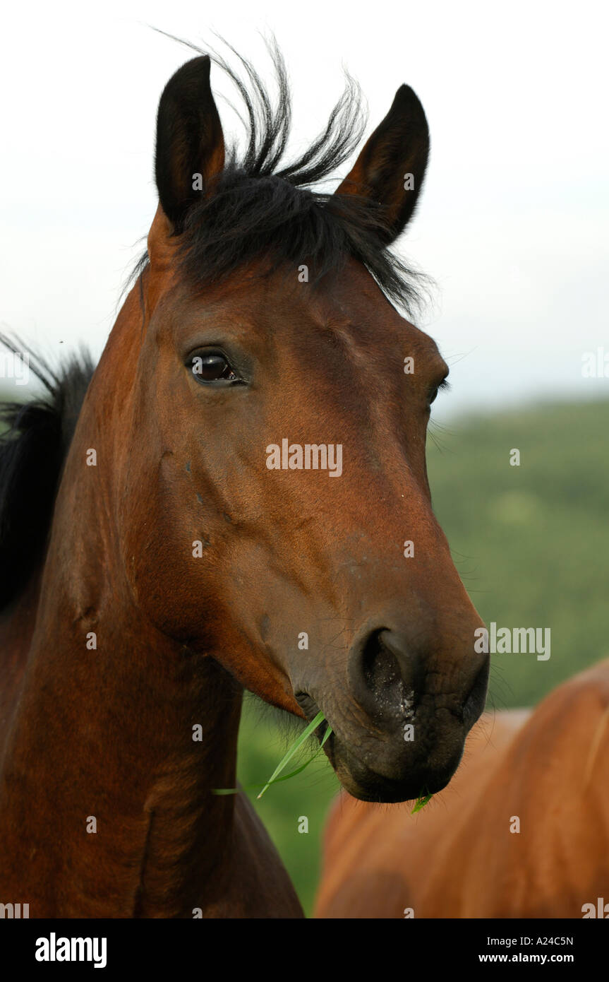 Nonius Horse Stock Photos & Nonius Horse Stock Images - Alamy