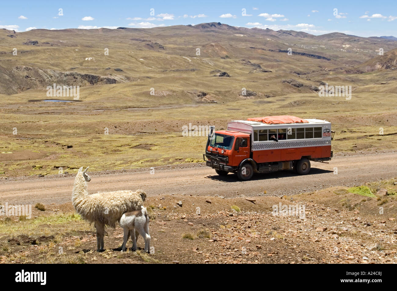 An overland adventure holiday truck stops by the road so that passengers can take a photograph of a mother and baby Alpaca. Stock Photo