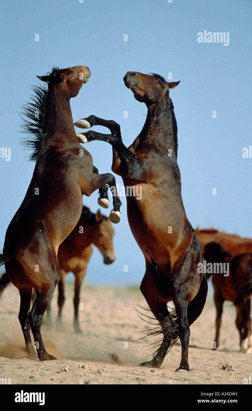 Namibische Wildpferde Wild Horses in Namibia Africa Stock Photo