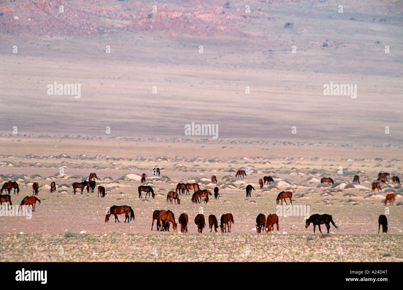 Namibische Wildpferde Wild Horses in Namibia Africa Stock Photo
