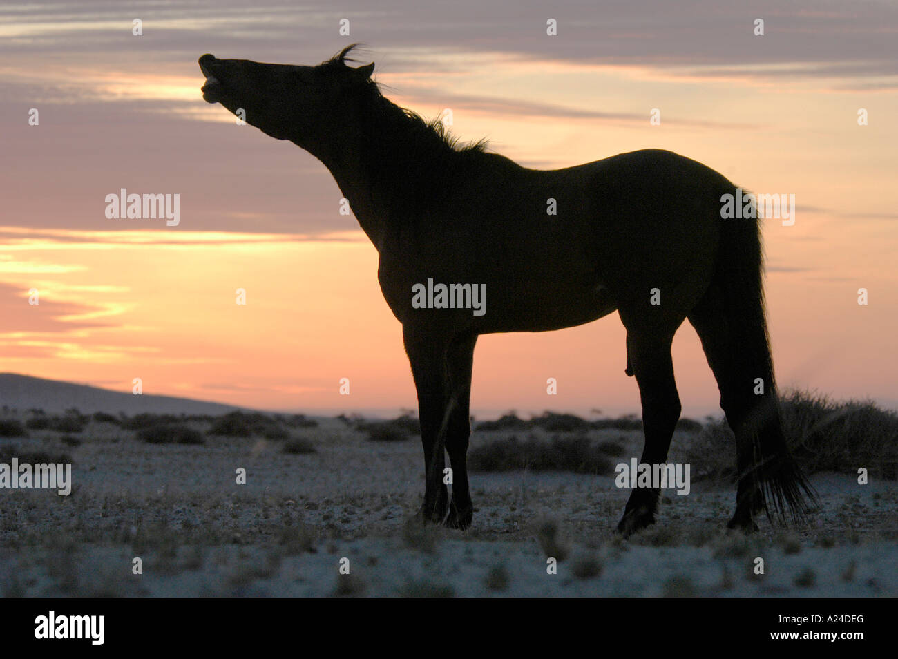 Namibische Wildpferde Wild Horses in Namibia Africa Stock Photo