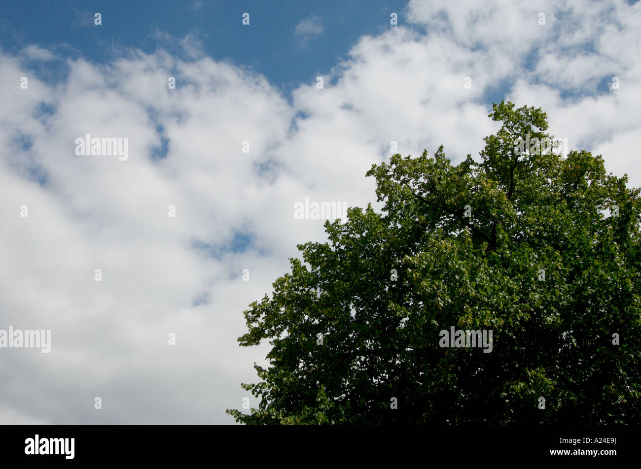 Tree cloud in sky hi-res stock photography and images - Alamy