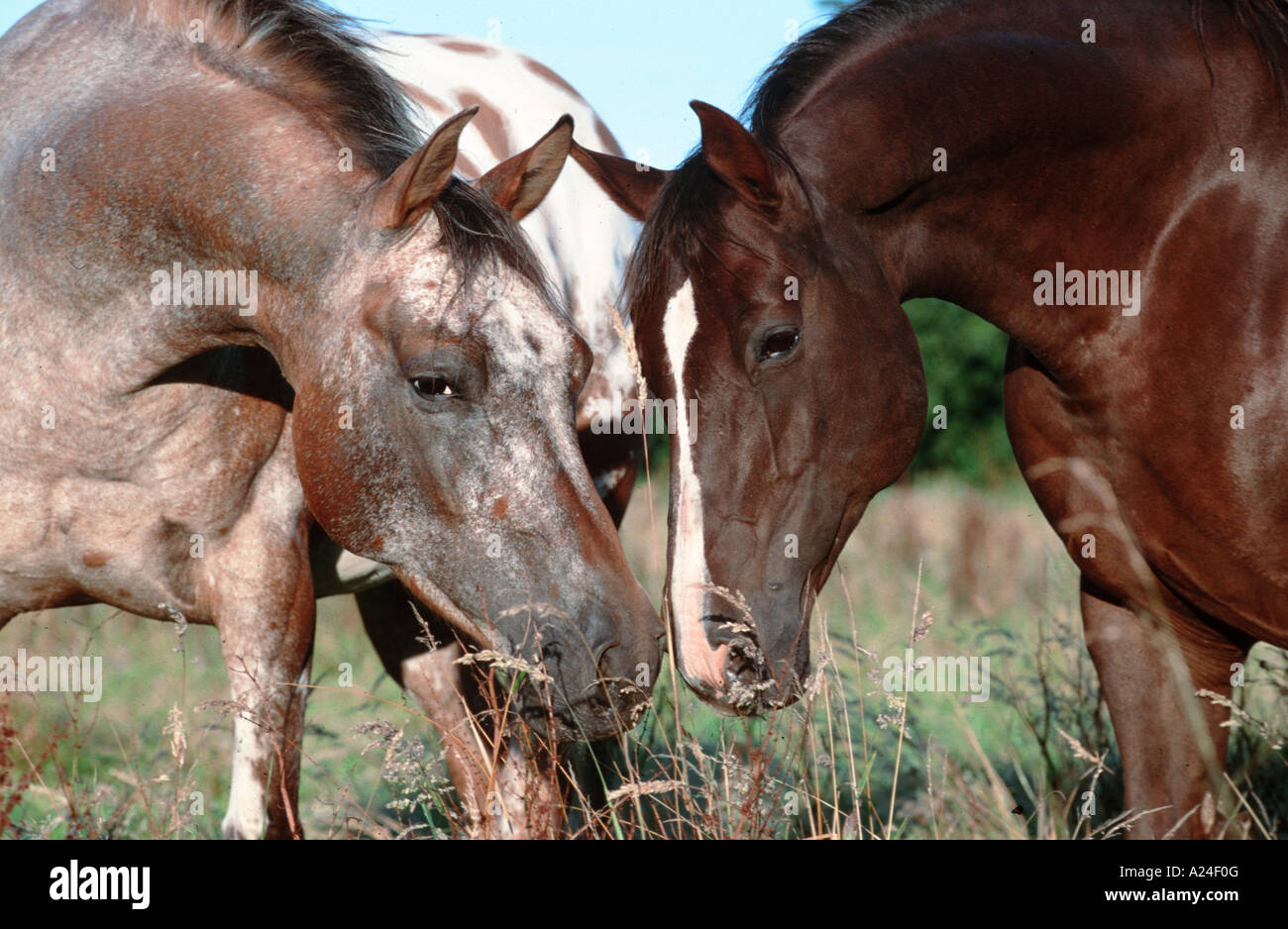 Appaloosas quarter horse hires stock photography and images Alamy