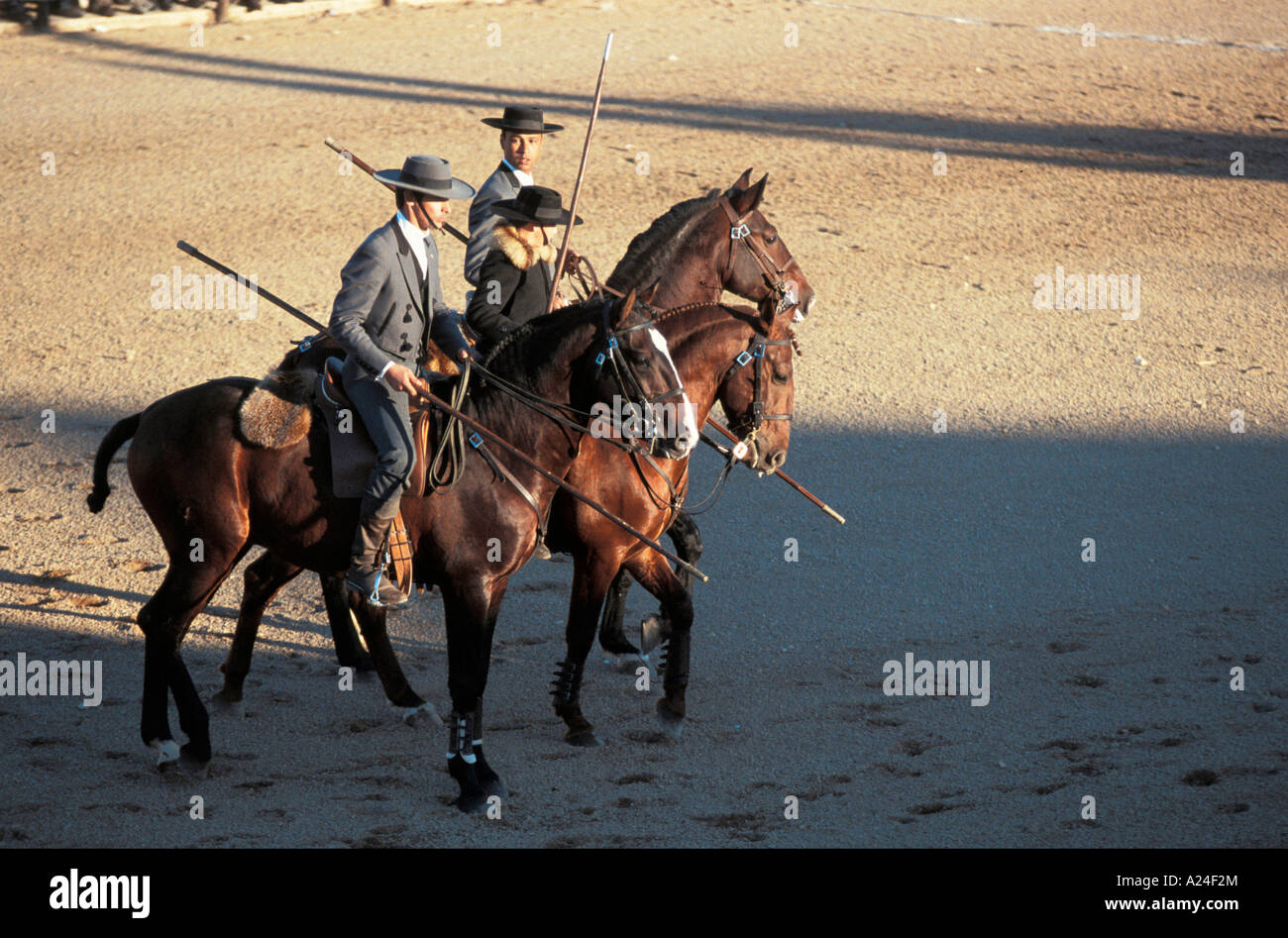Pferdesommer in Portugal Pferdefest Manga Working Horses demonstrieren ihr  Können Stock Photo - Alamy