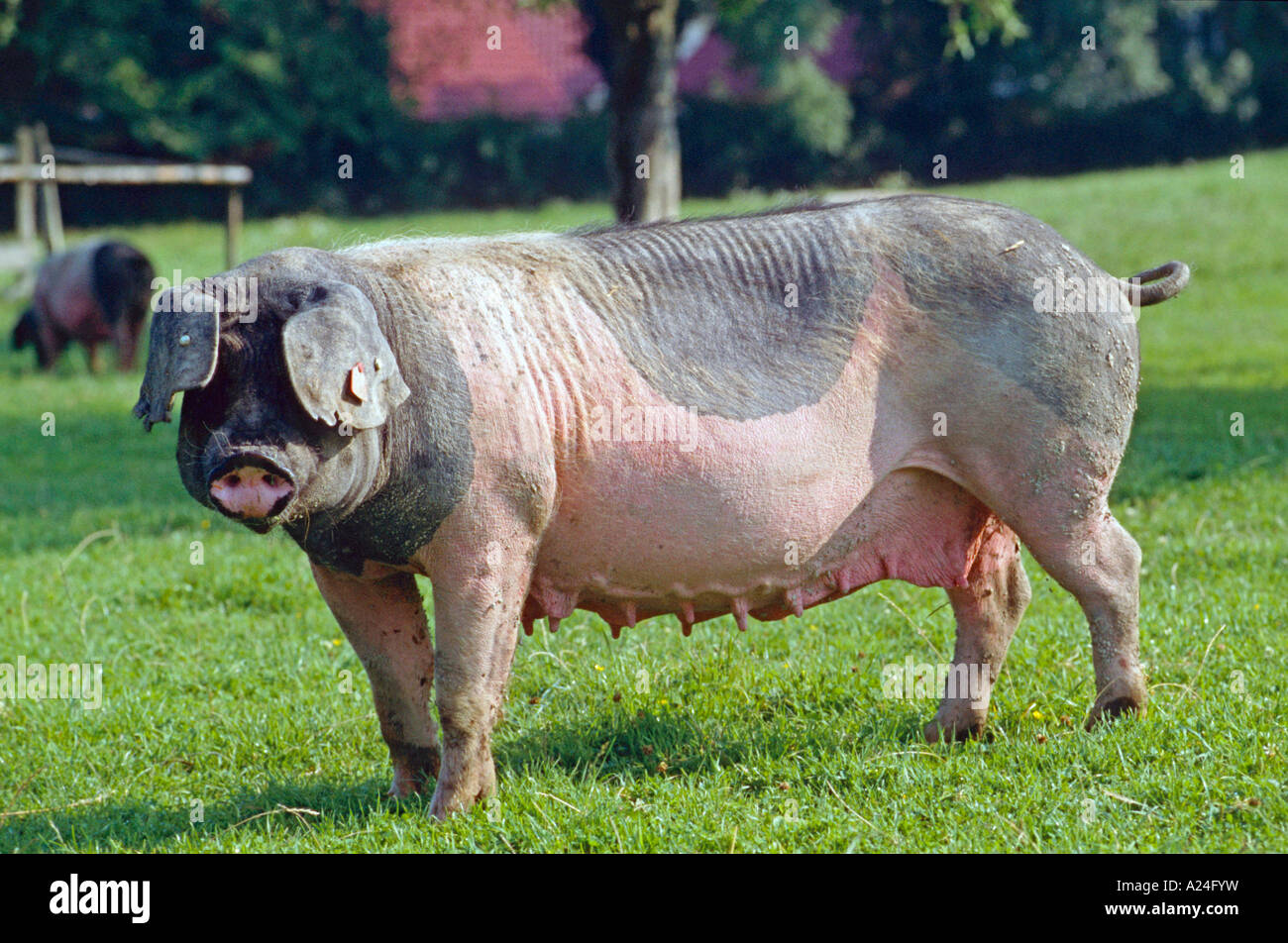 Schwaebisch Haellisches Landschwein Schwaebisch Haellisch Pig South Germany Stock Photo Alamy Schwaebisch Haellisches Landschwein Schwaebisch Haellisch Pig South Germany Stock Photo Alamy