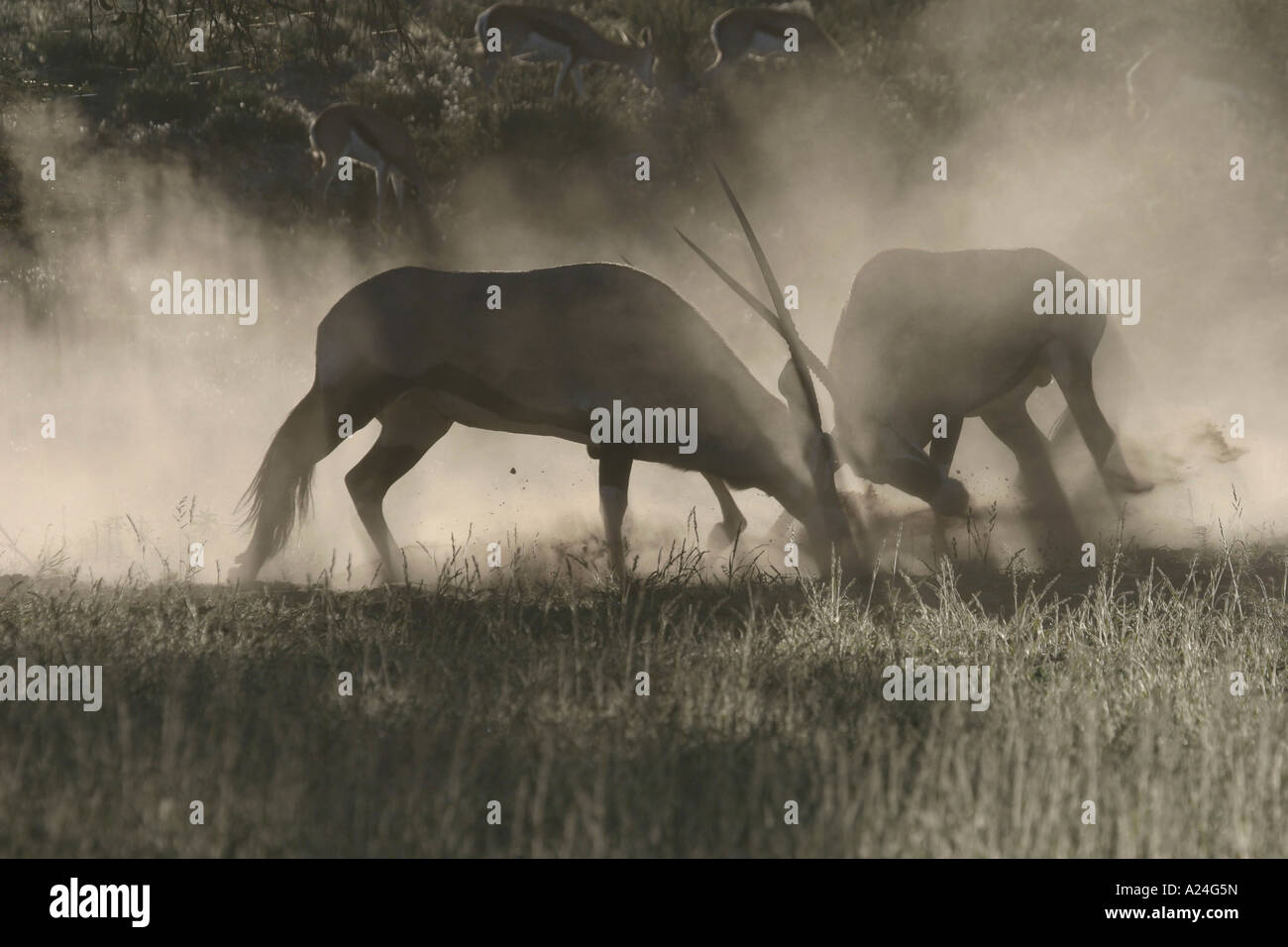 fighting gemsbok in morning mist Stock Photo