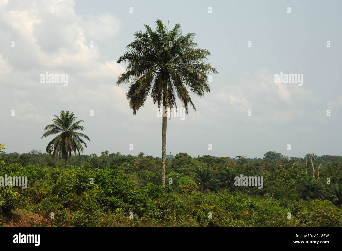 Nigeria jungle hires stock photography and images Alamy