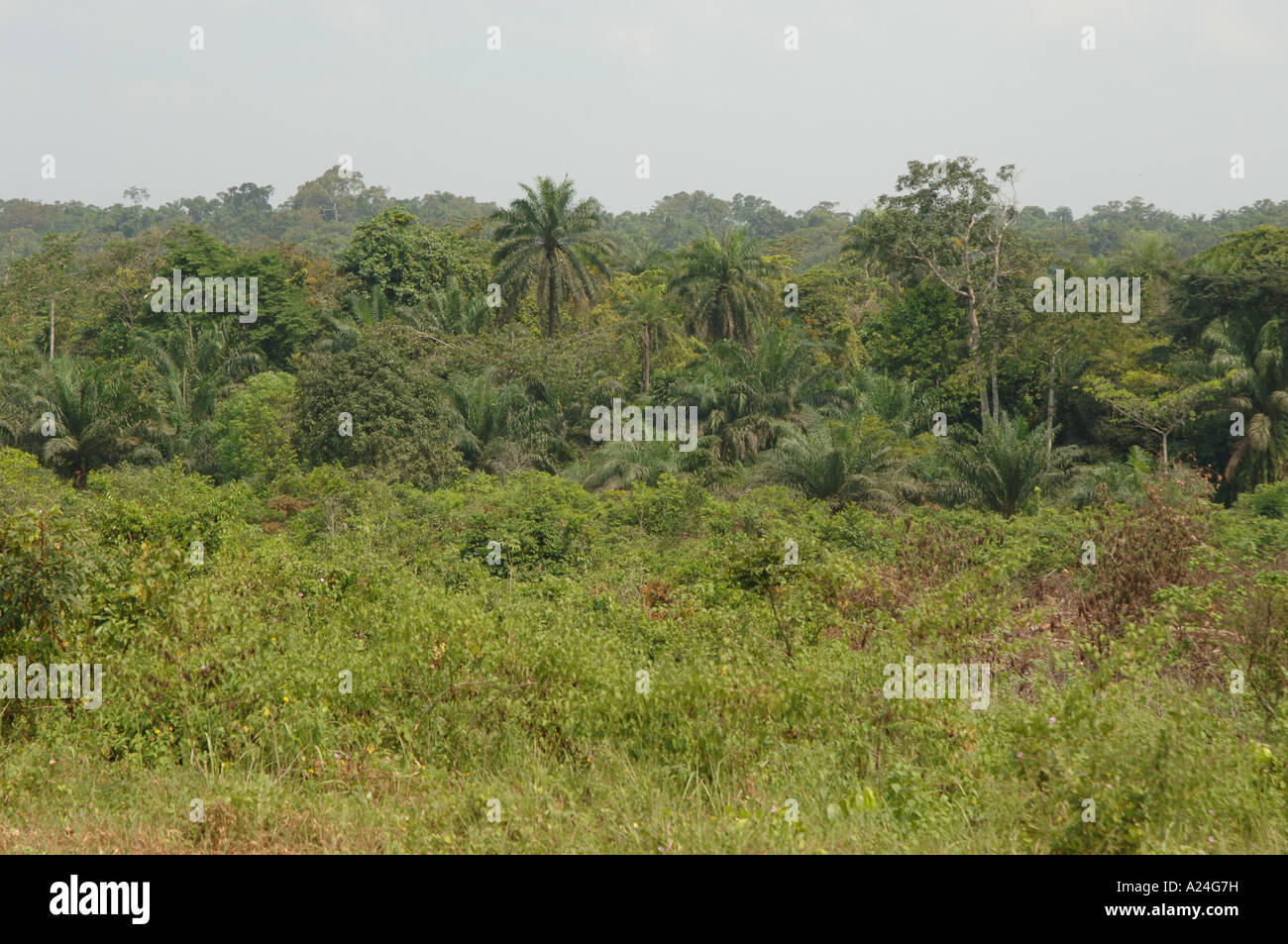 Ogoniland, Nigeria Stock Photo - Alamy